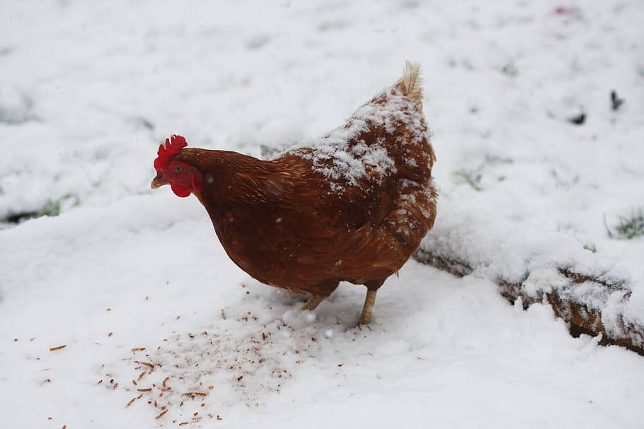 hen, chicken, egg, lay, laying, brown, feather, bird, poultry, snow