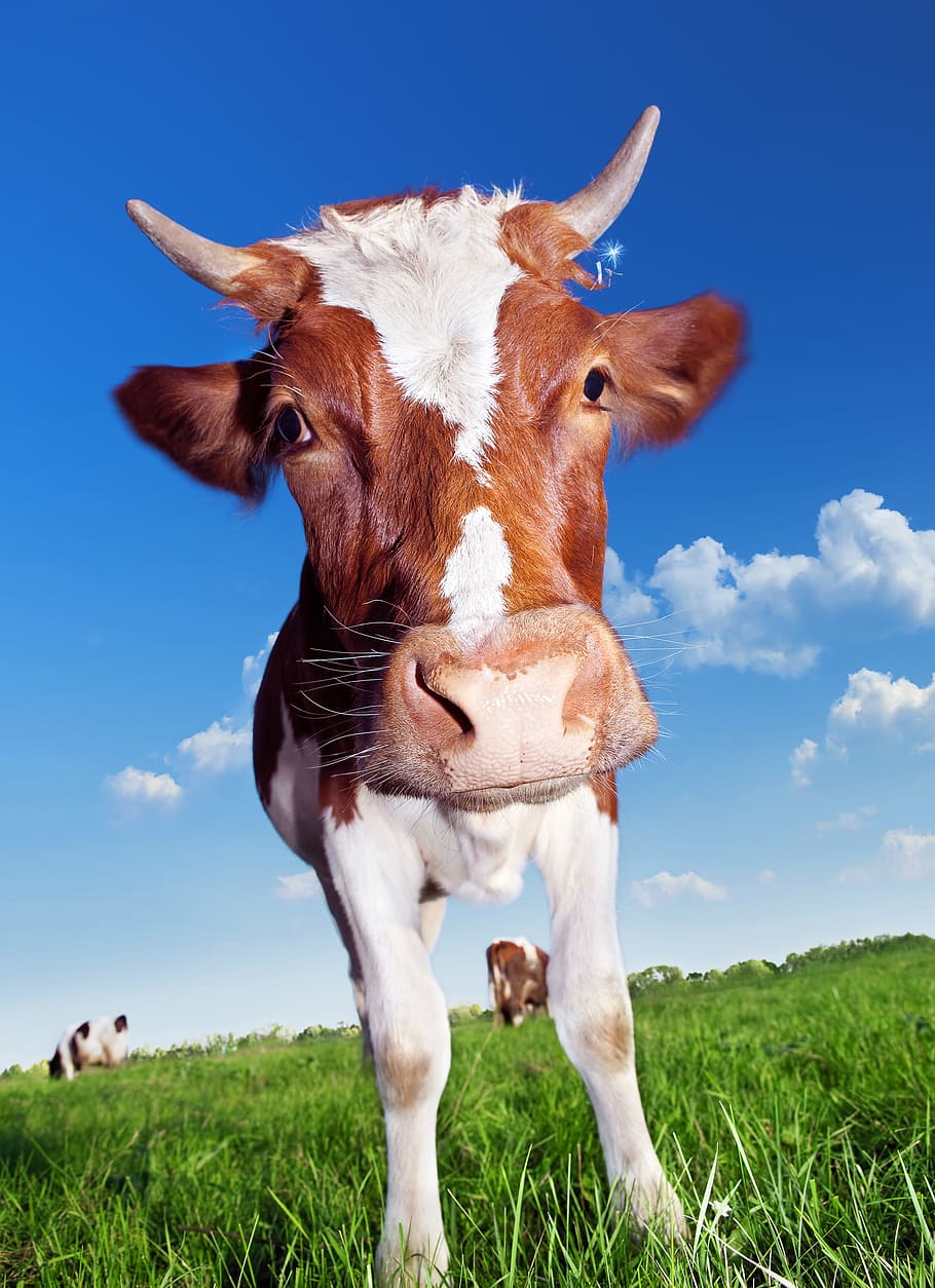 cow, horns, animal, grass, farm, eating, background, head, farmland, fun