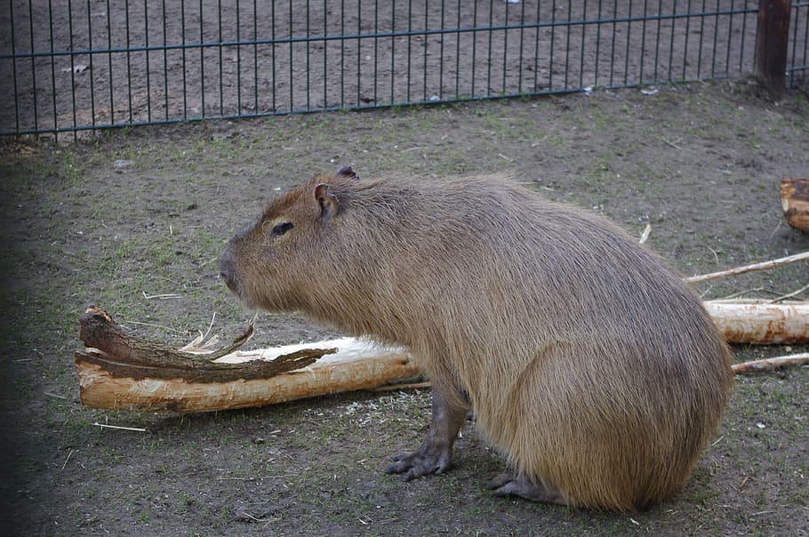capybara, zoo, mammal, rodent, nature, animal world, large rodent, large, marmot, animal themes