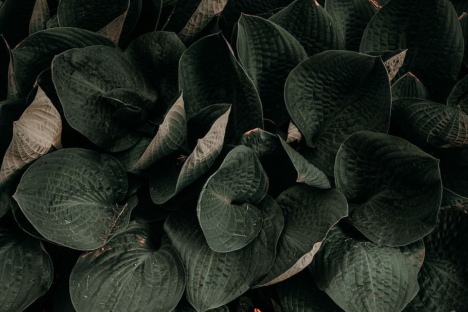 black, gray, green, leaves, plants, leaf, green color, plant part, freshness, food and drink