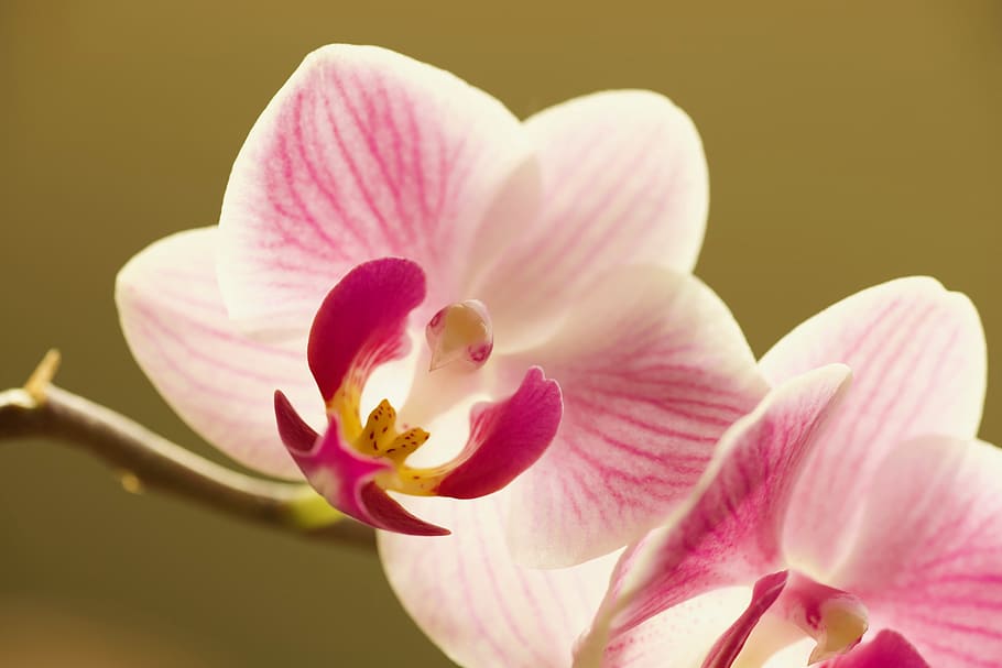 flower, orchid, blossom, bloom, plant, pink, macro, flora, orchid flower, flowering plant