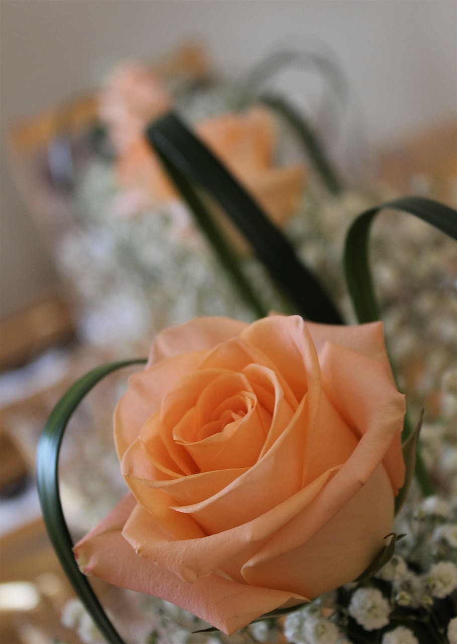 rose, occasion, celebration, flowers, gift, love, romantic, anniversary, matrimony, bouquet