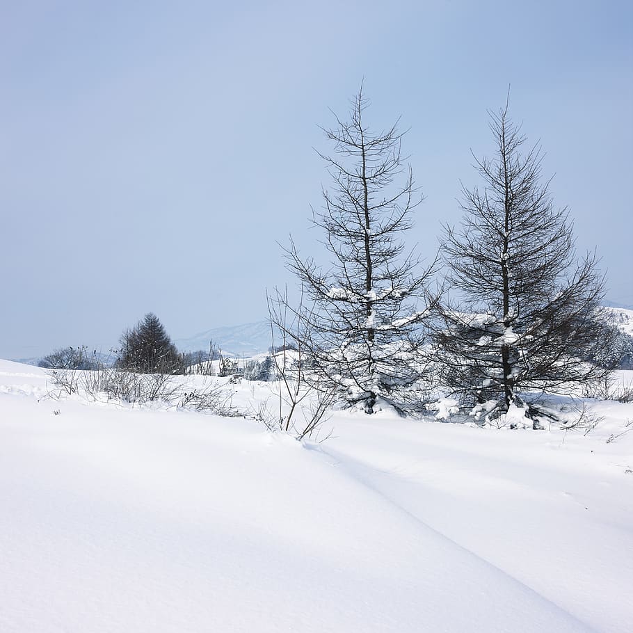 snow, narrative, whiteness, pure white, landscape, nature, season, winter, christmas, snowflakes