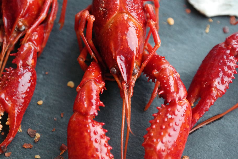 boiled crayfish, eat, food, claw, food and drink, red, close-up, freshness, healthy eating, crustacean