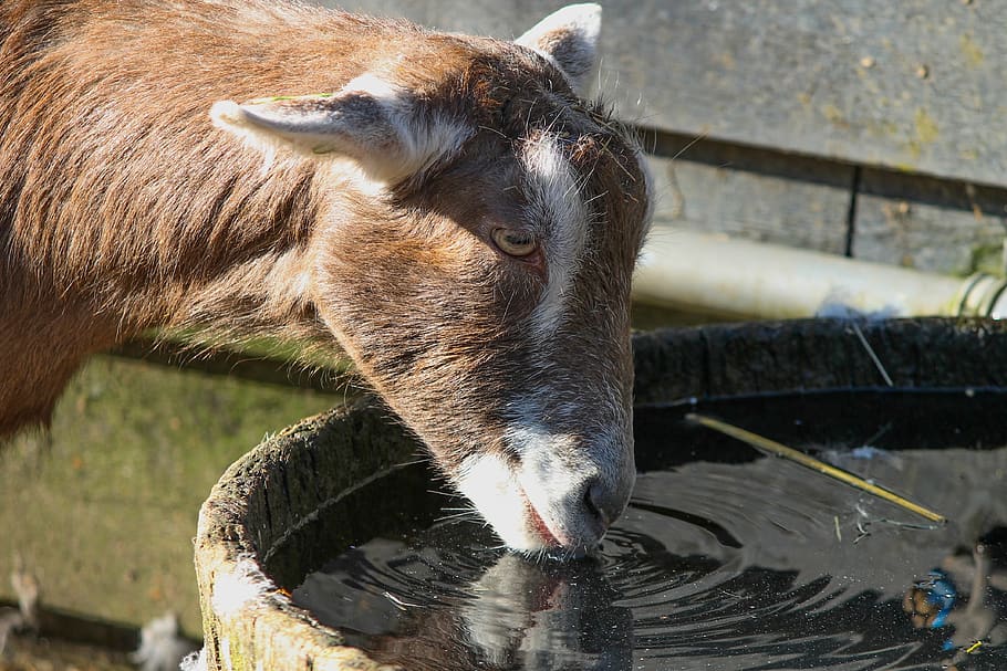 goat, drink, water, domestic goat, potions, water potions, water trough, farm, fur, brown