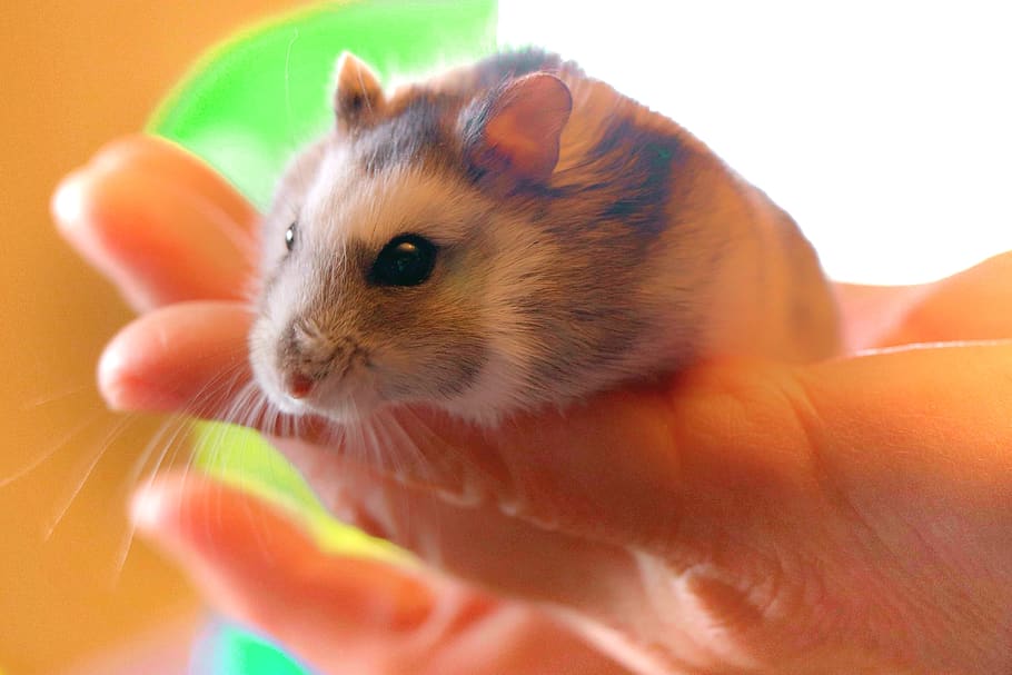 hamster, pet, rodent, holding, close-up, whiskers, cute, cuddly, one animal, mammal