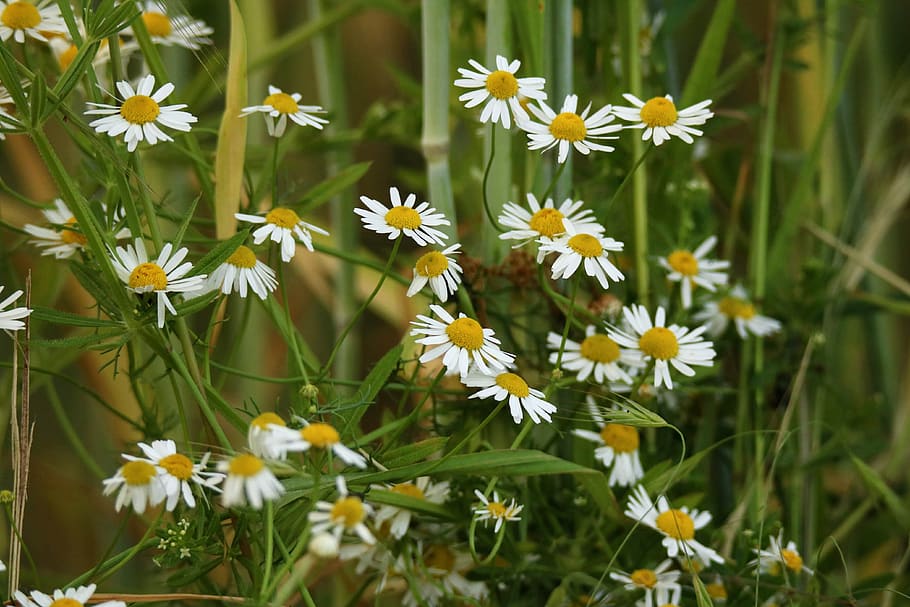 chamomile, chamomile blossoms, medicinal herb, medicinal plant, medicinal herbs, herbal medicine, summer, wild herbs, flower, sunny yellow