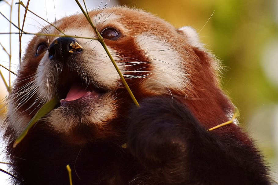 panda, panda vermelho, gato urso, predador, mamífero, himalaia, sudoeste da china, jardim zoológico, hellabrunn, tierpark hellabrunn