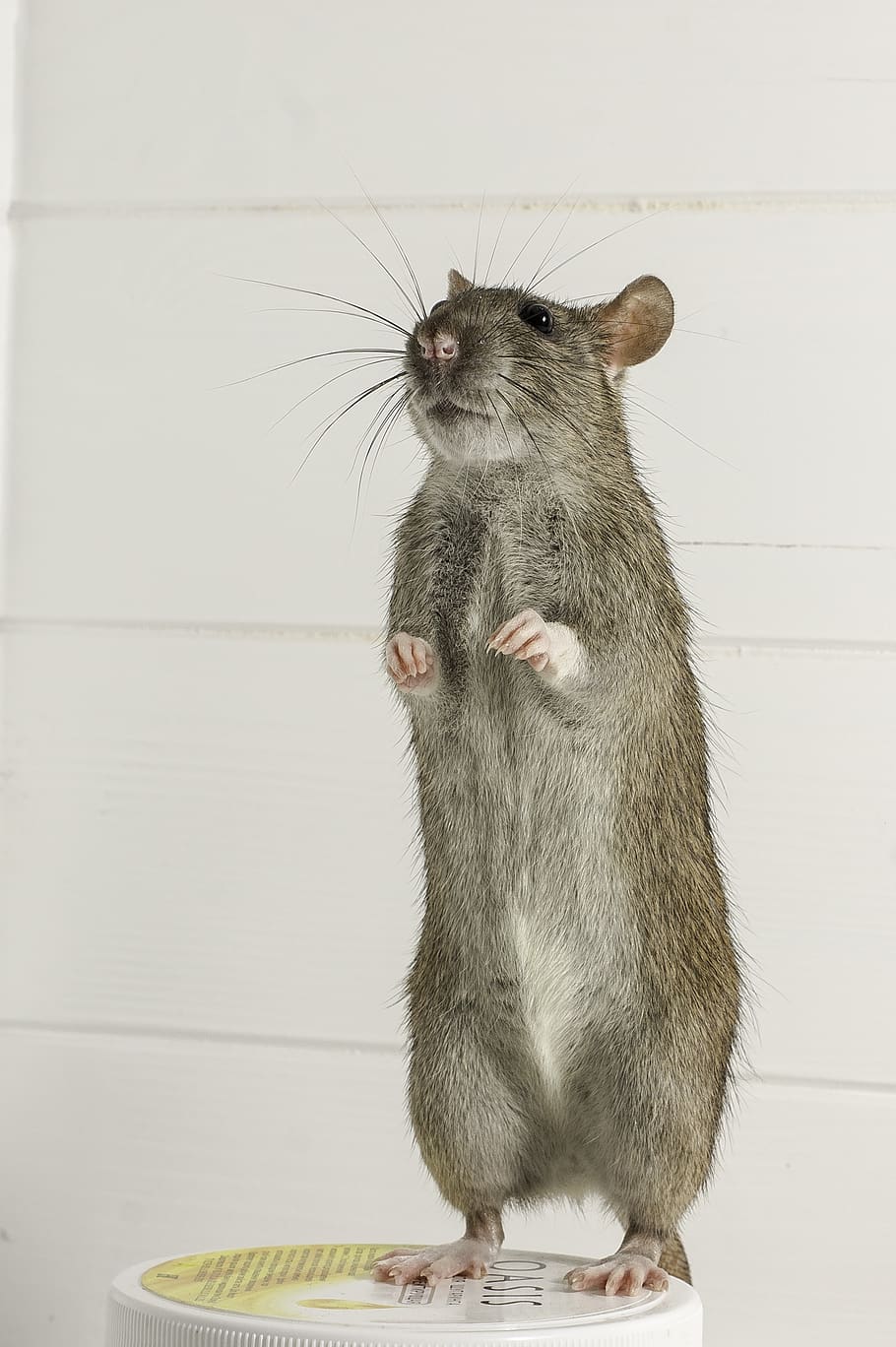 roedor, mamíferos, rata, ratón, animales, lindo, pelaje, cabello, cola, gris