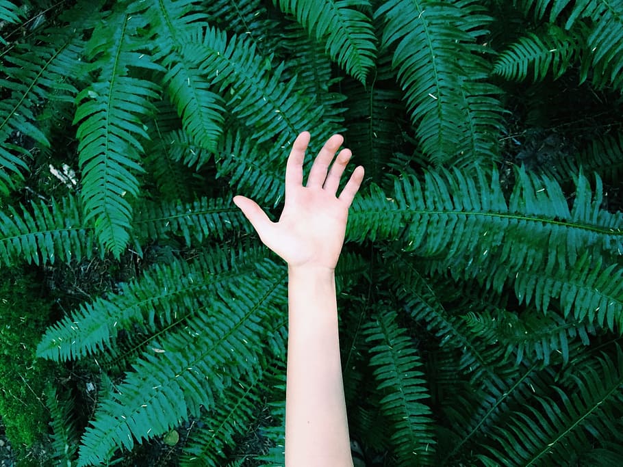reach out, green color, human body part, hand, human hand, one person, growth, plant, nature, fern