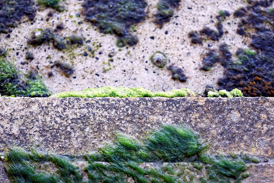 detail, waterfront, sea, plants, green, moss, plant, nature, day, growth