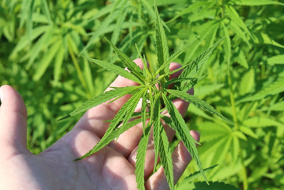 hemp plant, hand, cannabis sativa, of young cannabis, hemp in austria, human hand, human body part, green color, one person, plant