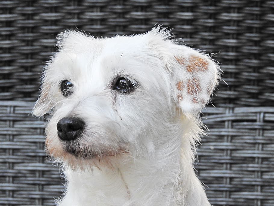 jack russel terrier, cão, cão pequeno, animal de estimação, terrier, vista, retrato animal, bonito, um animal, animais de estimação