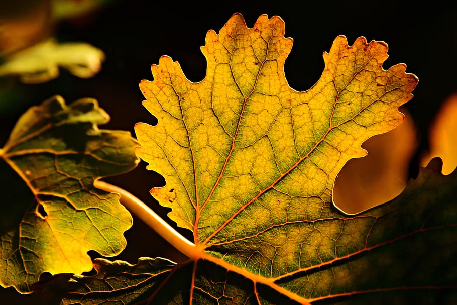 leaf, autumn colors, vein, pattern, structure, twig, nature, foliage, backlight, translucent