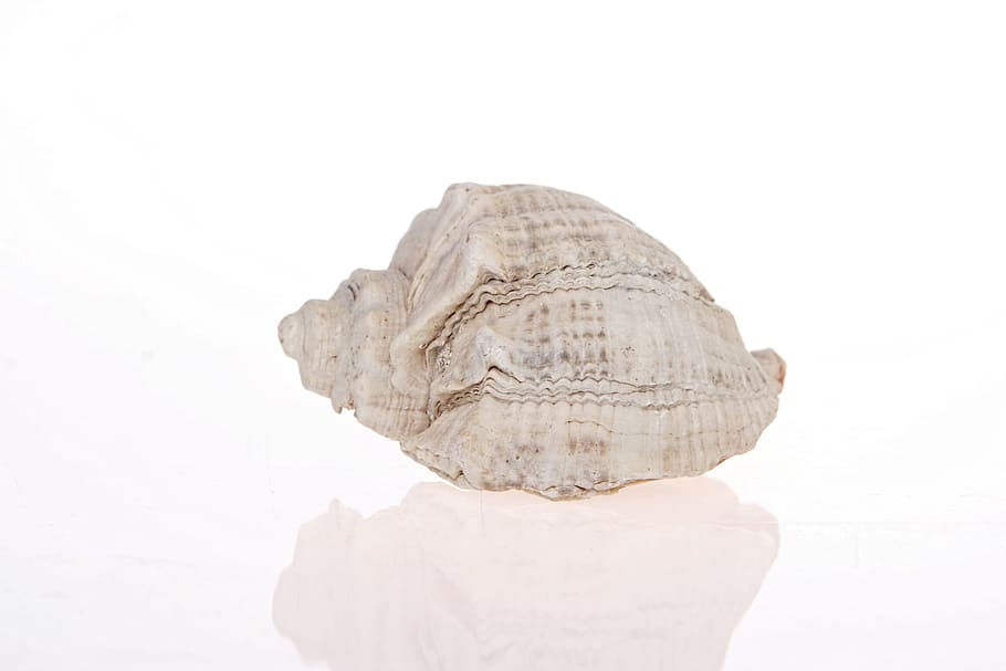 seashell, isolated, one, reflection, white, studio shot, white background, solid, indoors, copy space