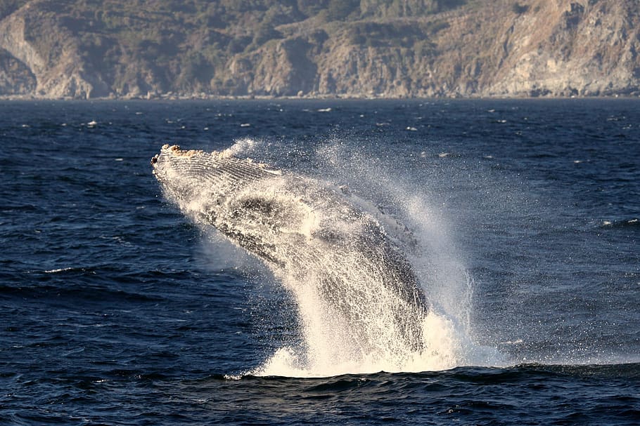 whale, humpback, breaching, jumping, ocean, mammal, animal, sea, noaa, swim