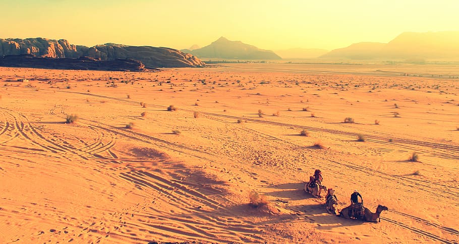 природа, пейзаж, пустыня, песок, дюны, растягивать, кусты, верблюды, люди, поездка