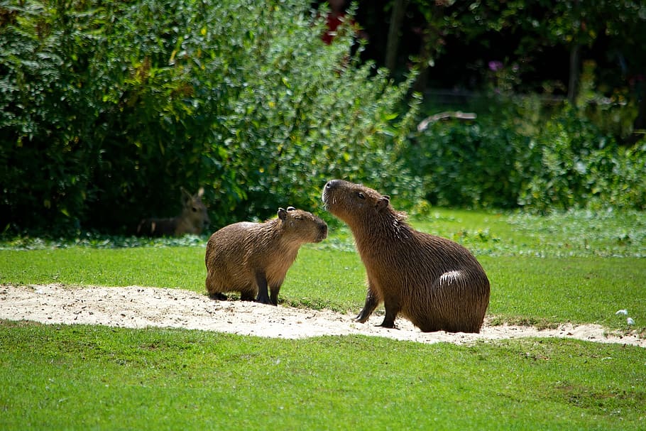 capybara, water pigs, rodent, animal, mammal, nager, animal world, nature, herbivores, animal themes