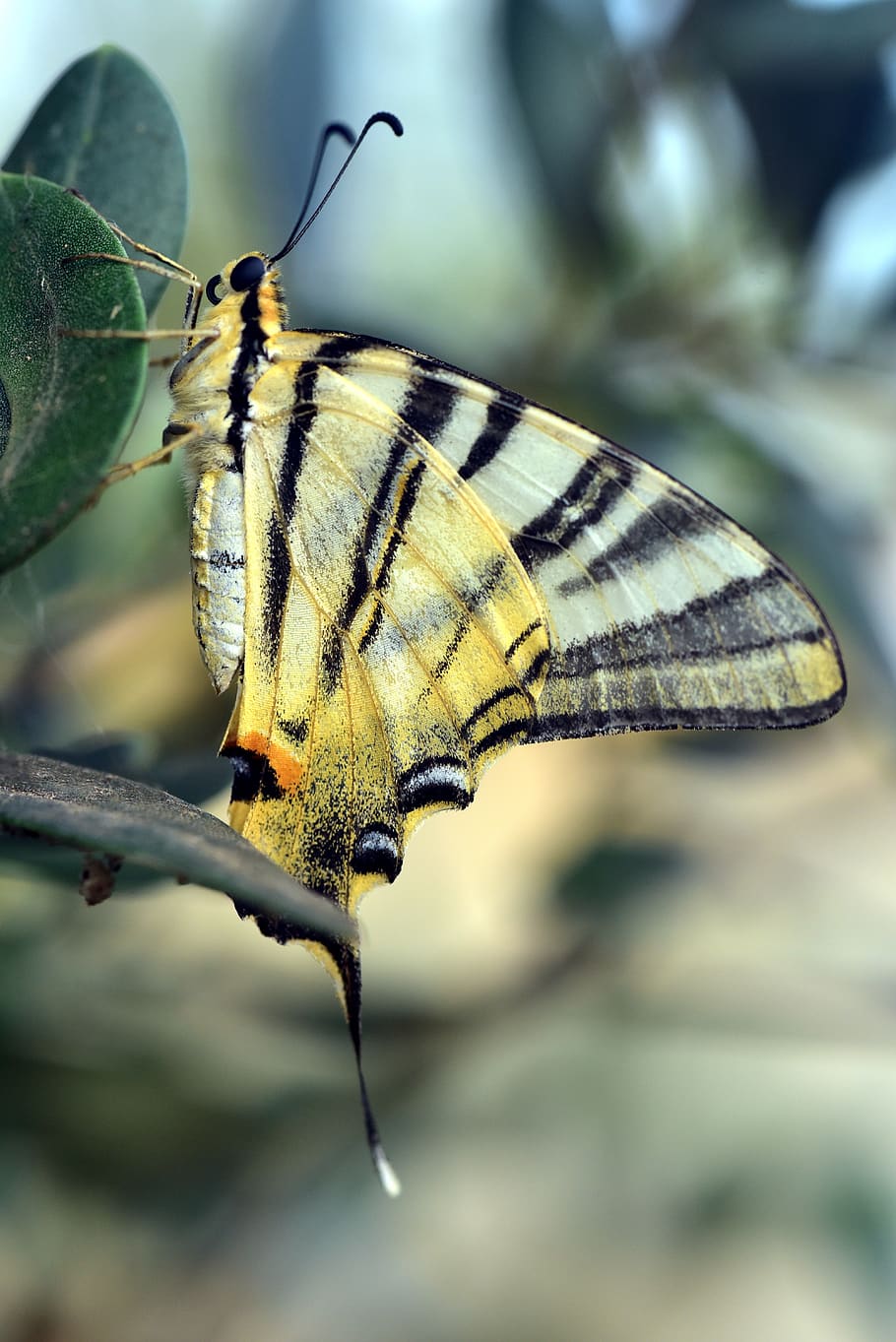 pas, Papilio machaon, kupu-kupu, Eropa Selatan, Italia, warna-warni, pohon zaitun, tanda damai, bergaris, indah