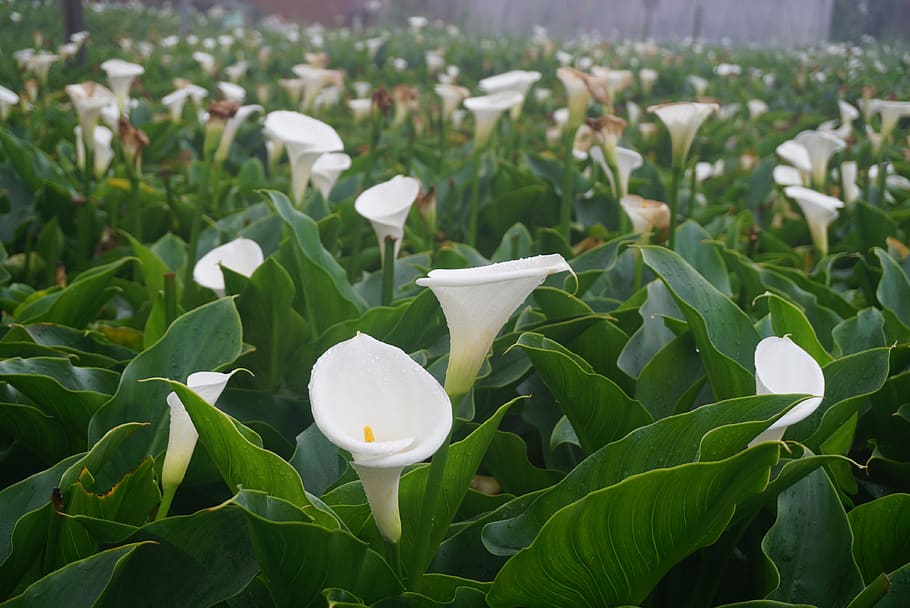 calla, flower, plant, natural, white, nature, spring, green, flowering, growth