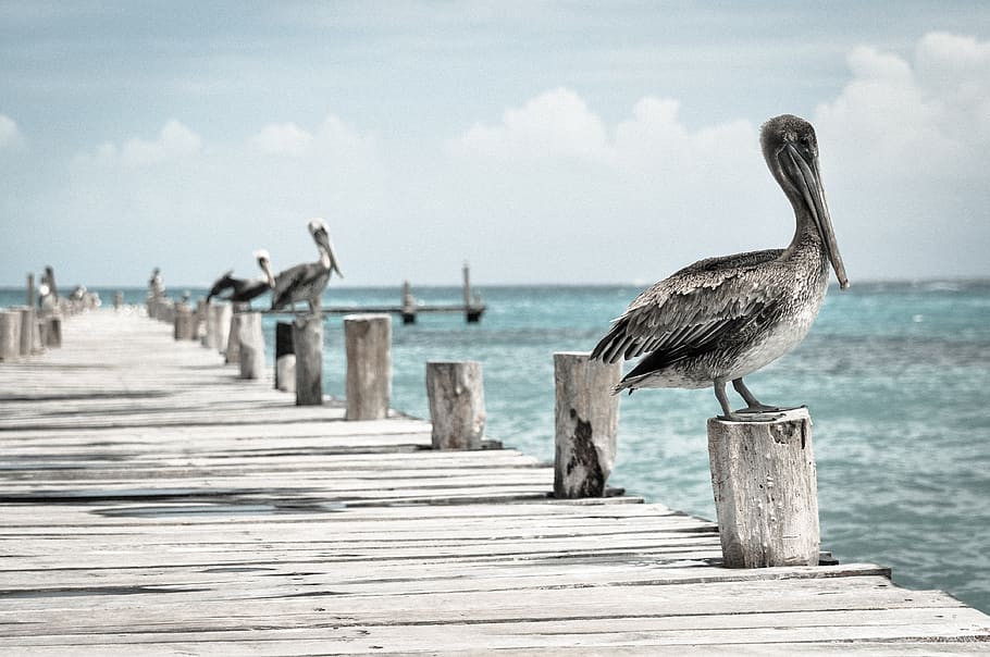 pelican, water bird, pelecanus conspicillatus, bird, pier, quay, ocean, dock, water, wood