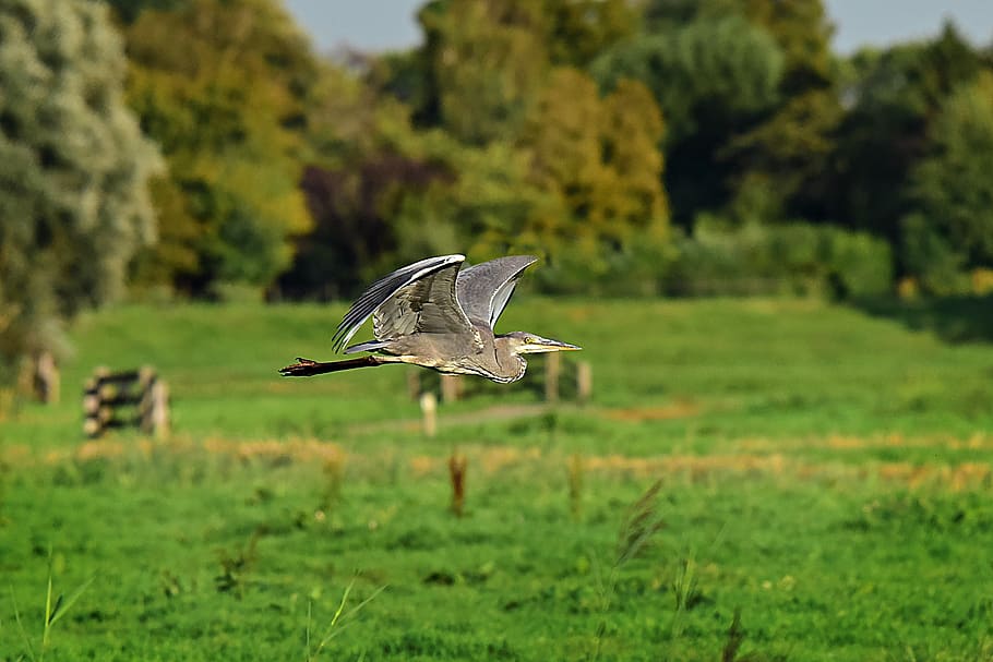 heron, bird, predator, wading bird, animal, flight, flying, wing, plumage, field