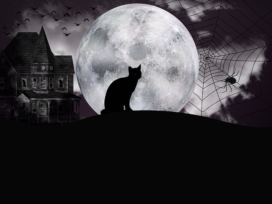 halloween, malam, fantasi, bulan purnama, gelap, dingin, kegelapan, hitam, kucing, ketakutan