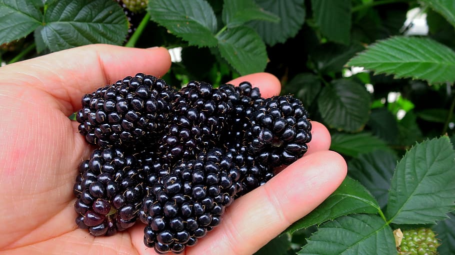 Blackberry, Kesehatan, Berry, Vitamin, segar, lezat, nutrisi, alam, matang, Manis