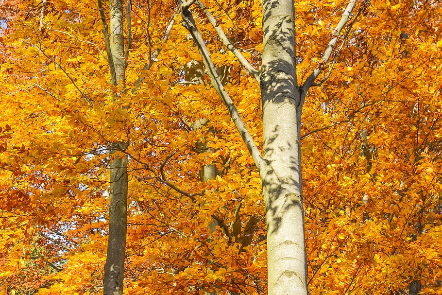 árvores no outono, natureza, outono, árvore, árvores, plantar, cor laranja, tronco, beleza na natureza, tronco de árvore