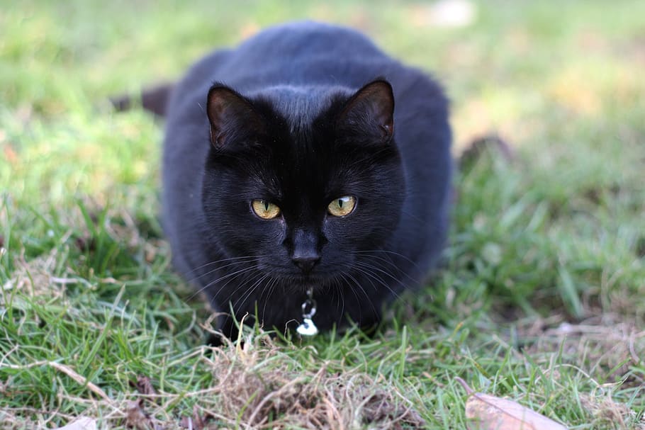 cat, black cat, black, animal, pet, dark, kitten, feline, eyes, halloween