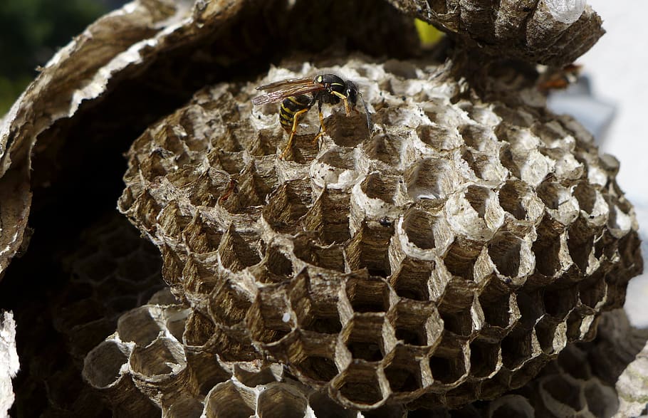 the hive, wasp, insect, sting, close up, honeycomb structure, nest building, wasps dwelling, close-up, honeycomb