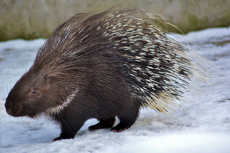 porcupine, rodent, zoo, nature, animal, animal themes, snow, animal wildlife, cold temperature, mammal