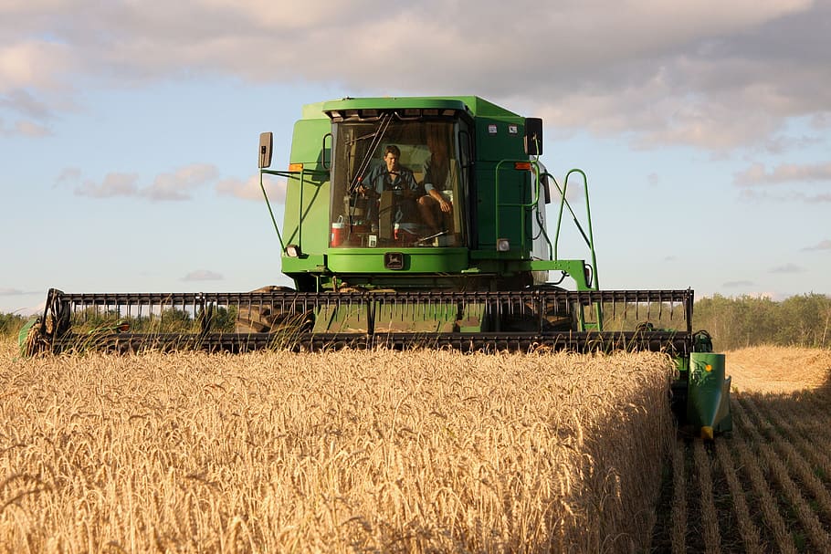 wheat, harvest, farming, agricultural machinery, machinery, agriculture, combine harvester, farm, field, rural scene