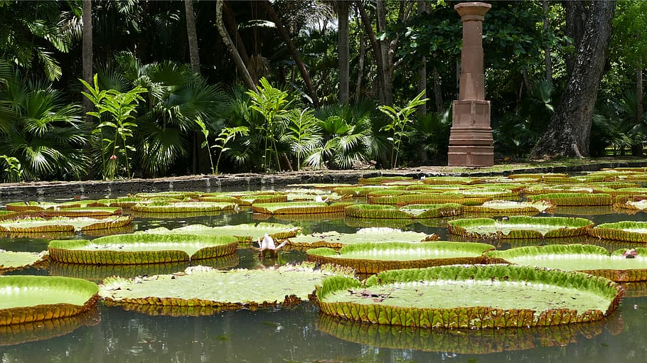pamplemousse garden, botanical garden, mauritius, plant, nature, water lily, pond, growth, green color, water
