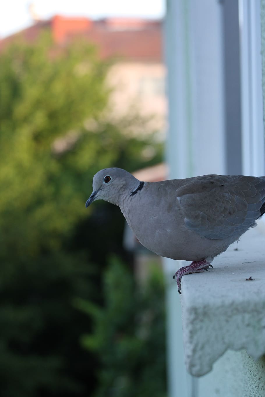 pigeon, bird, perch, relax, high, building, window, beautiful, animal, wing