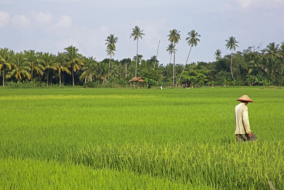 tropical, arroz, el campo de arroz, planta, campo, indonesia, palmeras, color verde, crecimiento, clima tropical