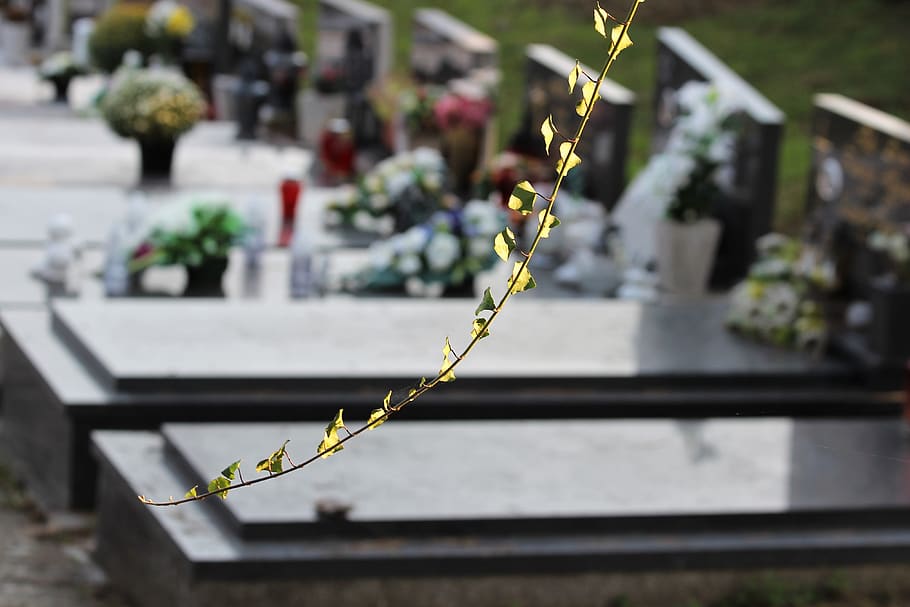 ivy branch, graves, city cemetery zagreb, miroševac, marble, flowers, arhitecture, loving memory, outdoor, focus on foreground