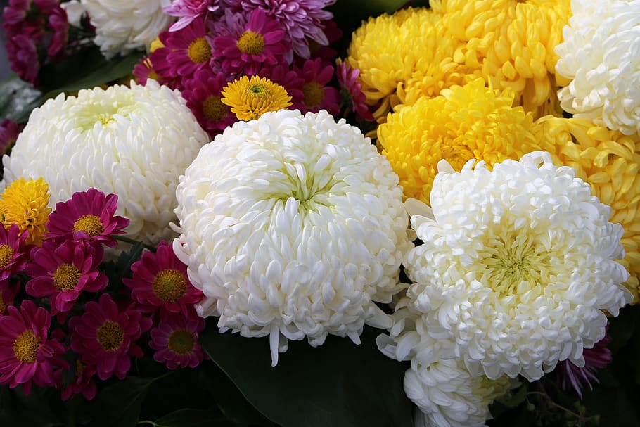 white, yellow, violet chrysanthemum, chaplet, flower, decoration, nature, outdoor, flowering plant, vulnerability