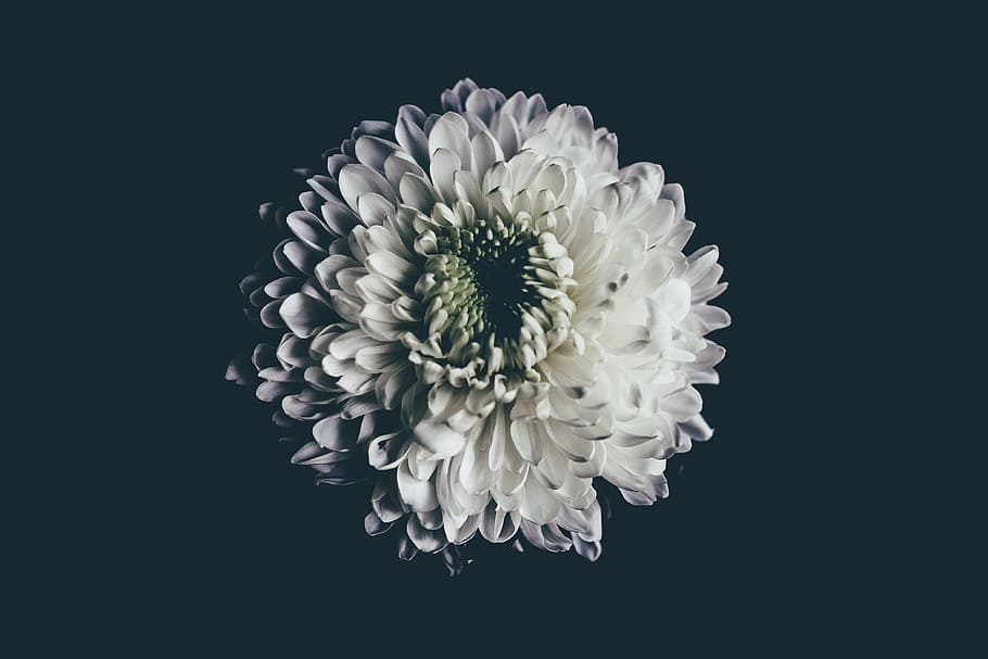 black, dahlias, flowers, petals, white, fragility, vulnerability, flower, plant, flower head