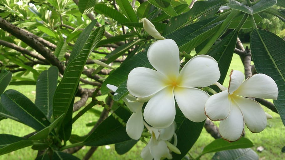 flowers more information white nature