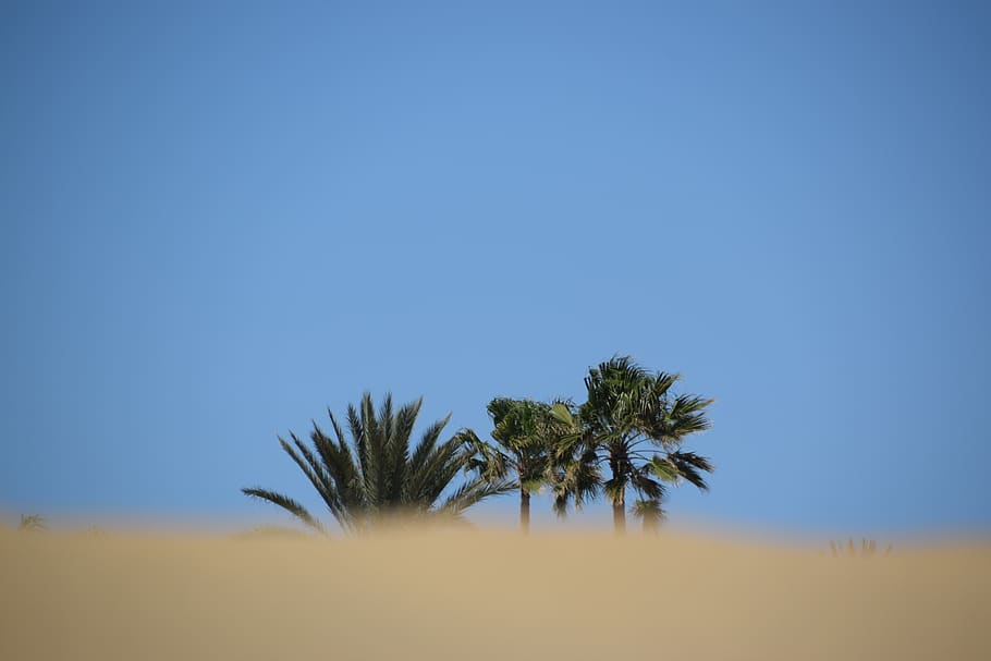 desierto, palma, playa, gran canaria, palmeras, arena, españa, seco, ancho, naturaleza