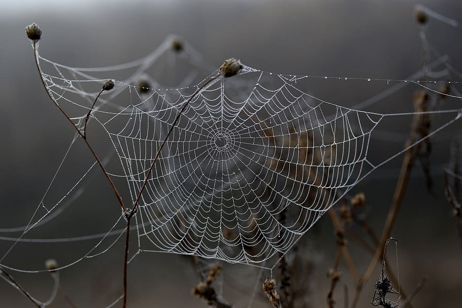 spider web, drops, dew, morning, autumn, water, wet, fragility, focus on foreground, vulnerability