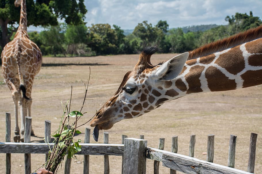 jirafa hambrienta, safari, hora de comer, filipinas, jirafa, lengua loca, Temas de animales, animal, fauna animal, animales en la naturaleza