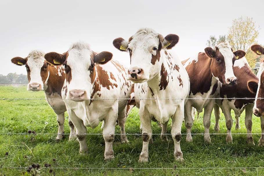 cows in field, animals, cow, farm, farmer, farming, livestock, domestic  animals, mammal, animal | Pxfuel