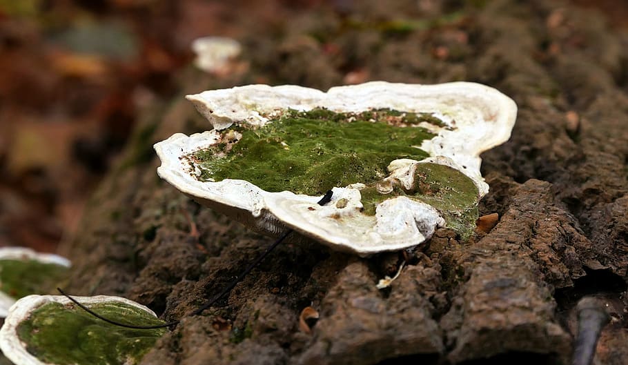 verde, fungos, crescente, casca, caído, árvore, floresta., imagens da floresta, fungo de árvore, fotos de fungos