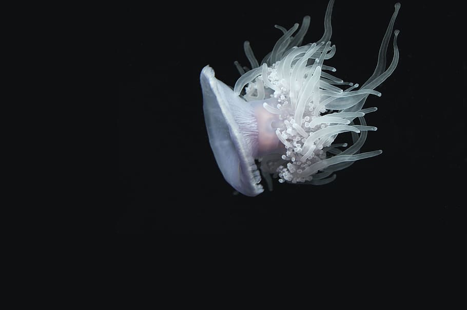 jellyfish, aquatic, animal, ocean, underwater, black background, water, sea, studio shot, copy space