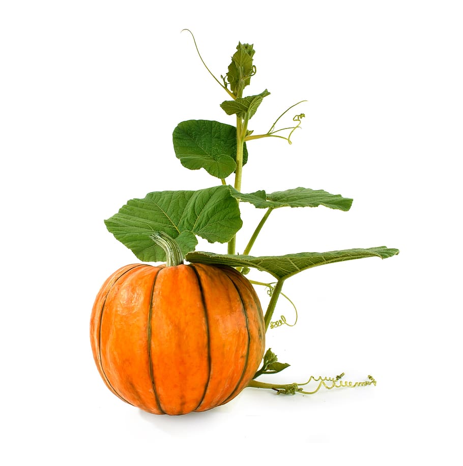 pumpkin, background, natural, vegetarianism, vegetables, melons, ripe, leaves, white, isolated