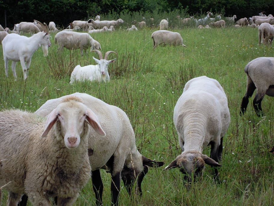 Рогатый баран. Sheep Meadow.