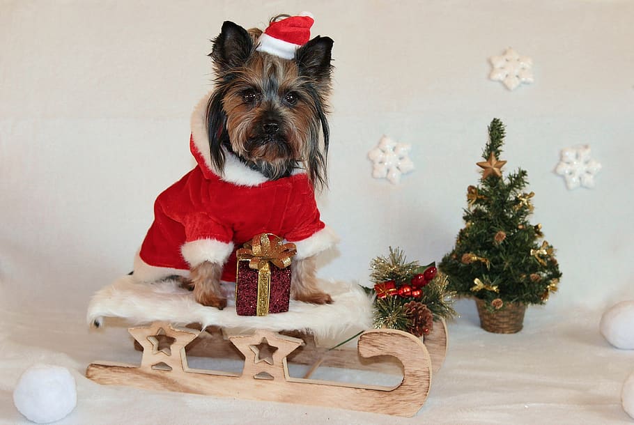 yorkshire terrier, dog, christmas, sled, santa claus, cute, pets, celebration, domestic, canine