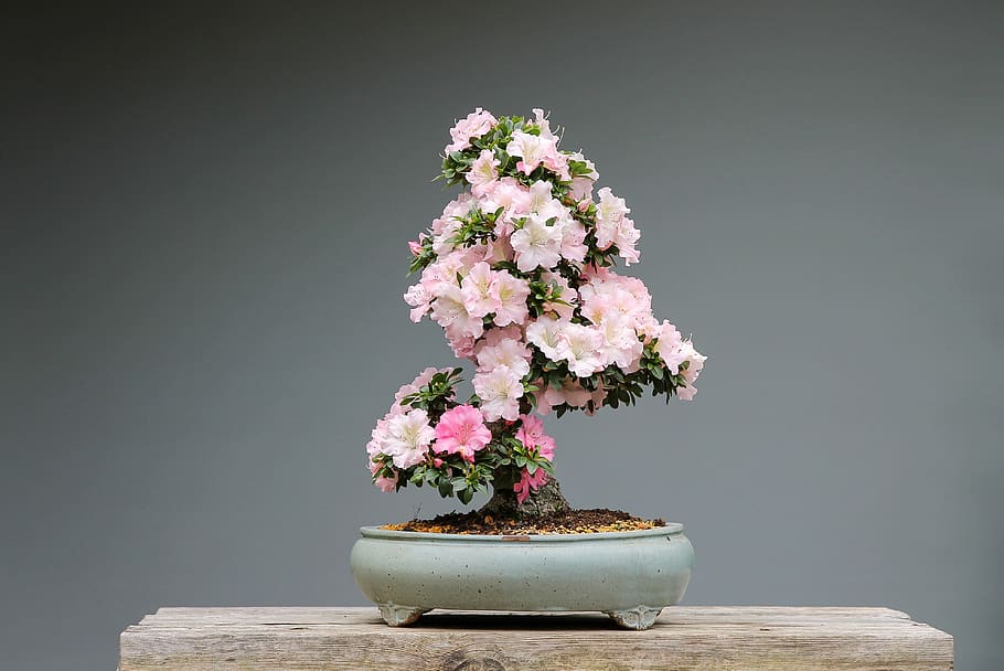 bonsai, azaleas, rhododendron, pink flower, wood, plant, art, japan culture, culture, horticulture